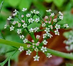 Image result for Carum carvi