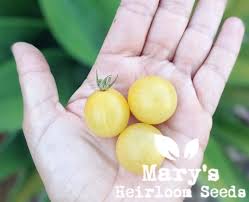 Afbeeldingsresultaat voor hawaiian white cherry tomato