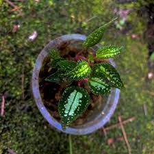 Attēlu rezultāti vaicājumam “Climacium dendroides sporophyte”