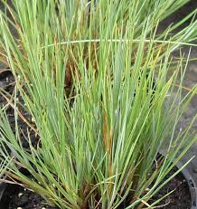 Attēlu rezultāti vaicājumam “Carex limosa fruit”