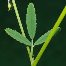 Attēlu rezultāti vaicājumam “Melilotus officinalis leaf”