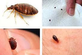 Image result for bed bugs