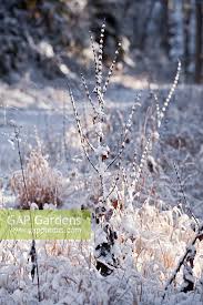 Image result for Verbascum nigrum