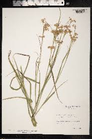 Attēlu rezultāti vaicājumam “Luzula luzuloides fruit”