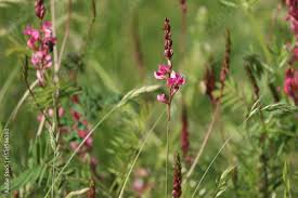 Attēlu rezultāti vaicājumam “Onobrychis arenaria fruit”