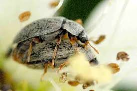 Attēlu rezultāti vaicājumam “Byturus tomentosus”