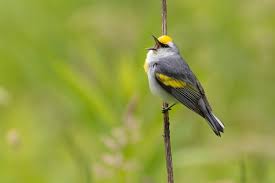 Image result for Vermivora chrysoptera