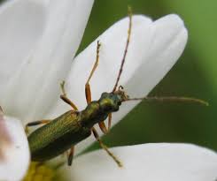 Attēlu rezultāti vaicājumam “Chrysanthia geniculata”