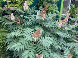 Attēlu rezultāti vaicājumam “Sorbaria sorbifolia flower”