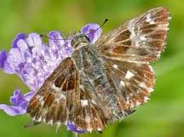 Attēlu rezultāti vaicājumam “Carcharodus floccifera”