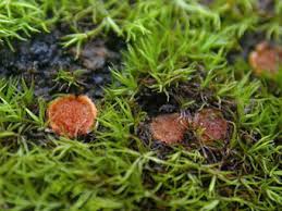 Attēlu rezultāti vaicājumam “Ditrichum flexicaule”