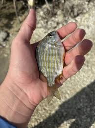 Image result for Archosargus rhomboidalis