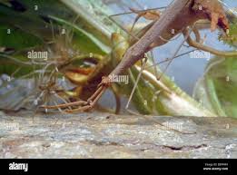 Attēlu rezultāti vaicājumam “Ranatra linearis”