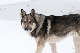 Attēlu rezultāti vaicājumam “Canis lupus familiaris”