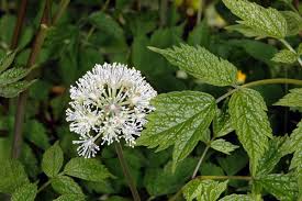 Attēlu rezultāti vaicājumam “Actaea spicata flower”