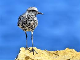 Attēlu rezultāti vaicājumam “Pluvialis squatarola adult”