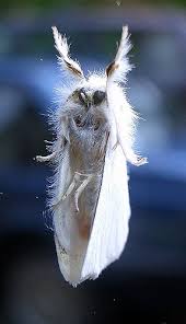 Attēlu rezultāti vaicājumam “Euproctis similis imago”