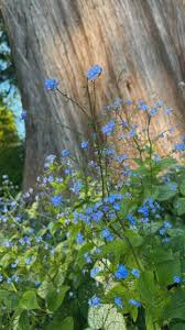 Attēlu rezultāti vaicājumam “Brunnera macrophylla flower”