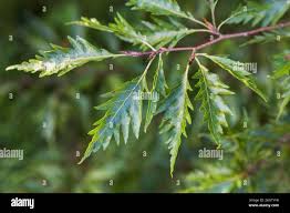 Attēlu rezultāti vaicājumam “Fagus sylvatica fo. laciniata”