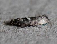 Attēlu rezultāti vaicājumam “Acrolepiopsis assectella”