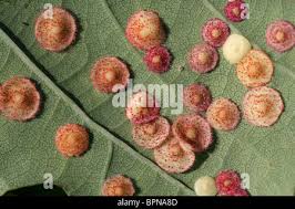 Attēlu rezultāti vaicājumam “Neuroterus quercusbaccarum”