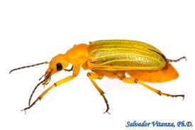 Attēlu rezultāti vaicājumam “Meloidae”