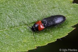 Attēlu rezultāti vaicājumam “Cardiophorus ruficollis”