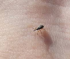 Attēlu rezultāti vaicājumam “Protapion sp.”