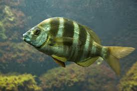 Image result for Diplodus cervinus