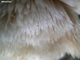 Attēlu rezultāti vaicājumam “Climacodon septentrionalis”