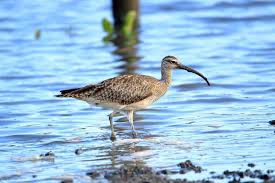 Image result for Numenius hudsonicus