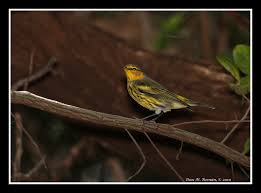 Image result for Dendroica tigrina