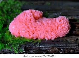 Attēlu rezultāti vaicājumam “Tubifera ferruginosa (subsp. ferruginosa)”