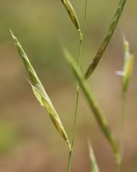 Attēlu rezultāti vaicājumam “Brachypodium pinnatum”