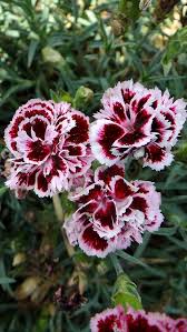 Image result for Dianthus