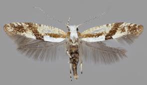 Attēlu rezultāti vaicājumam “Argyresthia pruniella”