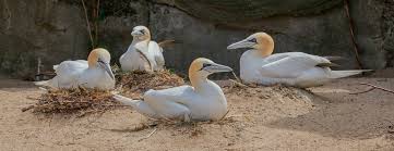 Image result for Morus bassanus