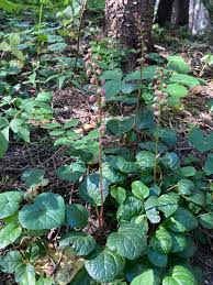 Attēlu rezultāti vaicājumam “Ericaceae”