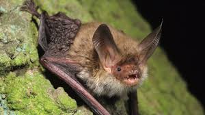 Attēlu rezultāti vaicājumam “Myotis nattereri”