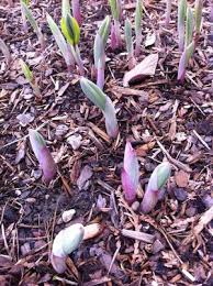 Attēlu rezultāti vaicājumam “Polygonatum odoratum flower”