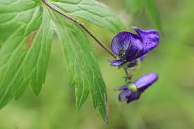 Attēlu rezultāti vaicājumam “Aconitum napellus bud”