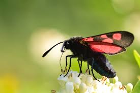 Attēlu rezultāti vaicājumam “Zygaena lonicerae”