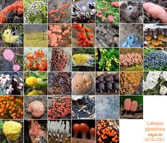 Attēlu rezultāti vaicājumam “Claustria didermoides”