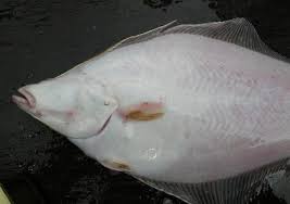 Image result for Parophrys vetulus