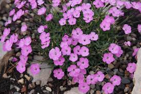 Image result for Dianthus gratianopolitanus