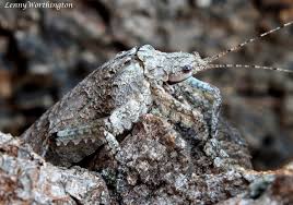 Attēlu rezultāti vaicājumam “Cetrelia sp.”