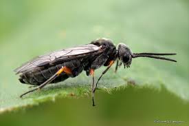 Attēlu rezultāti vaicājumam “Diachromus germanus”