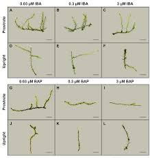 Attēlu rezultāti vaicājumam “Campyliadelphus elodes”