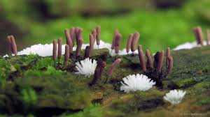 Attēlu rezultāti vaicājumam “Stemonitopsis hyperopta”