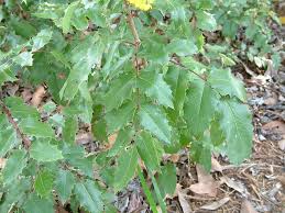 Attēlu rezultāti vaicājumam “Mahonia aquifolium leaf”
